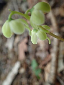 ジンヨウイチヤクソウの下向きの白い花