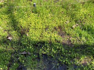 レモンイエローのネコノメソウの群生