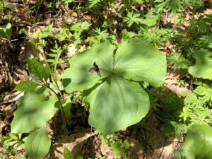 エンレイソウの濃い赤の花