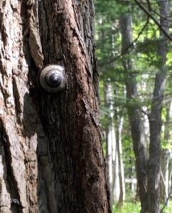 カタツムリのサッポロマイマイ