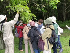 オオバボダイジュの蕾を観察する皆さん