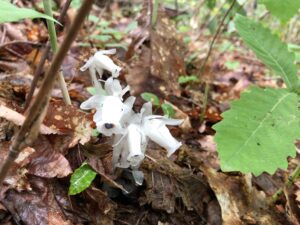 ギンリョウソウの半透明の花