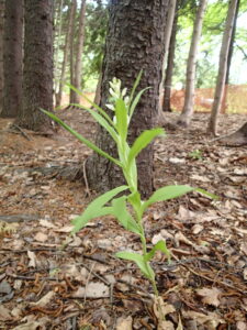 ササバギンランの白い花