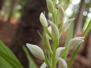 ササバギンランの白い花のアップ