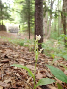 ギンランの白い花