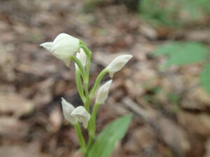 ギンランの白い花のアップ