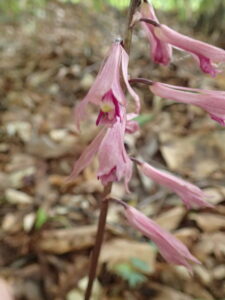 サイハイランの桃色の花