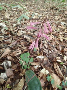 サイハイランの桃色の花