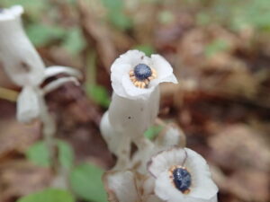 上を向いているギンリョウソウの花