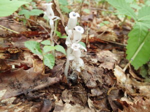 上を向いているギンリョウソウの花