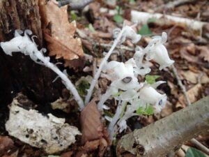 ギンリョウソウの半透明の花
