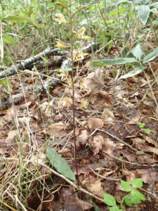 コケイランの黄色い花