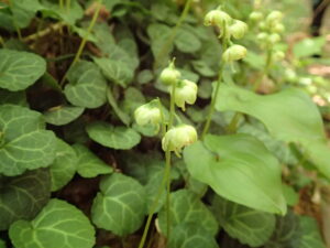 ジンヨウイチヤクソウの下向きの白い花