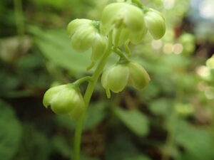 ジンヨウイチヤクソウの下向きの白い花のアップ