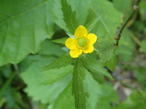オオダイコンソウの黄色い花
