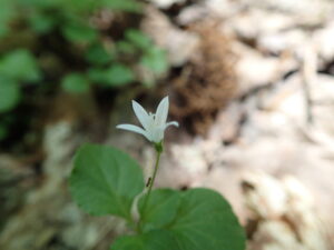 タニギキョウの白い花