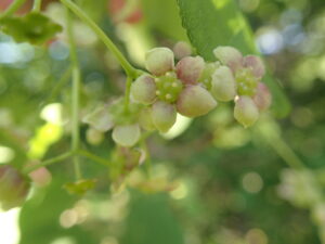 ツリバナの薄桃色の花