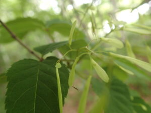 アオダモの果実