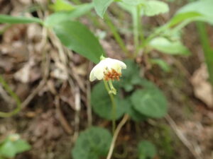 ジンヨウイチヤクソウの下向きの白い花