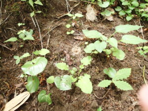 センボンヤリの綿毛を付けた種