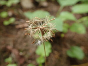 センボンヤリの綿毛を付けた種