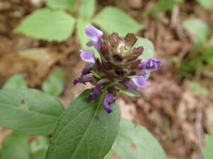 ウツボグサの紫色の花