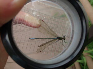 観察ケースに入れたニホンカワトンボ