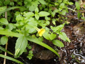 ミゾホオズキの黄色い花