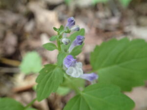 エゾタツナミソウ