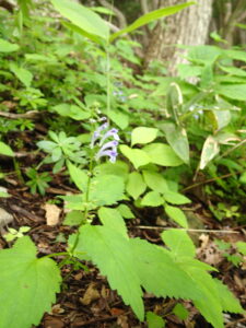 エゾタツナミソウ