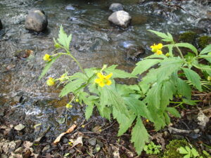 オオダイコンソウの黄色い花