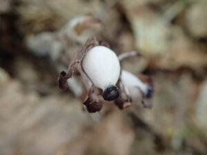 ギンリョウソウの白い果実