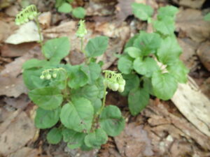 コイチヤクソウのスズランのようなぶら下がった花