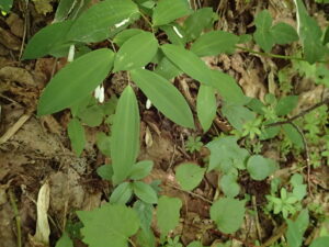 ミヤマナルコユリの白い2対の花