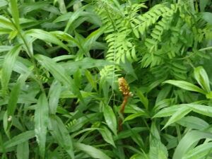 オニノヤガラの黄色い花花