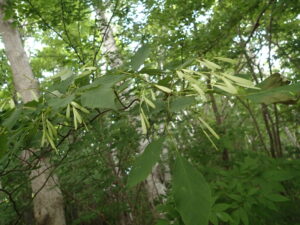 アオダモの細長いひらひらした果実