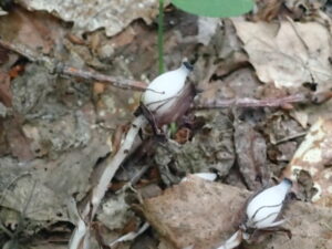 ギンリョウソウの白い果実