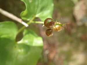 マイヅルソウの赤い斑の果実