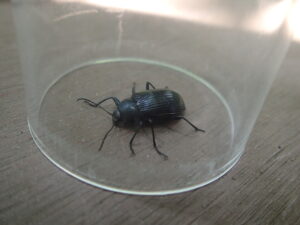 ケースに入れたキマワリ