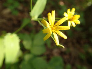 ハナニガナの黄色い花