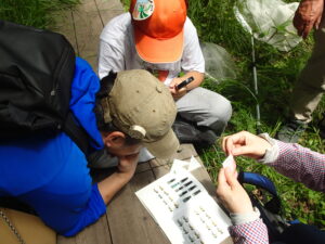 トンボ採りする子どもたち