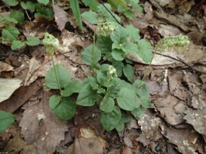 スズランのような形の白い花