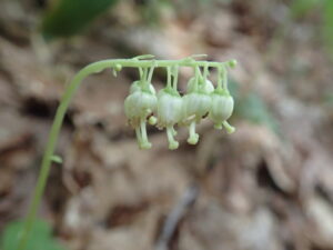 スズランのような形の白い花