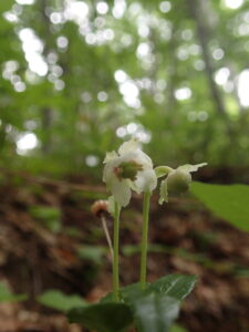 下向きの小さな花