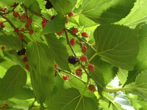 小さな粒の集まった果実