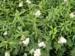 白い花の集まり