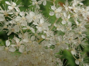 白い花の集まり