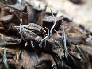 ホオノキから生える糸のようなキノコ