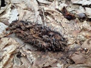 ホオノキから生える糸のようなキノコ