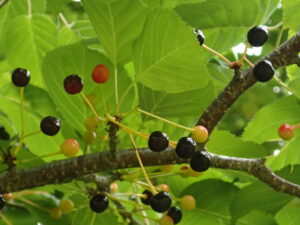 丸いサクラの果実